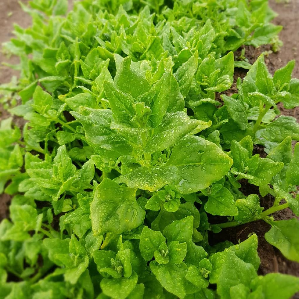 A nossa horta