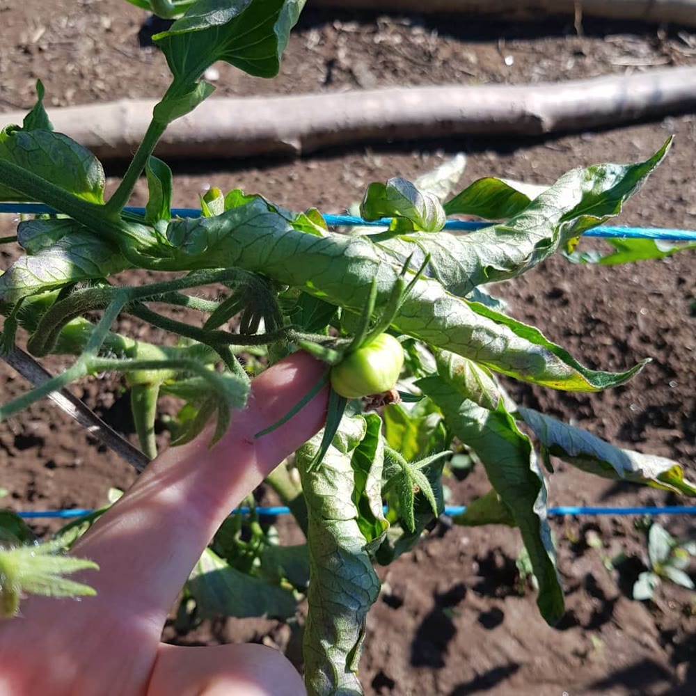 Tomate coração de boi