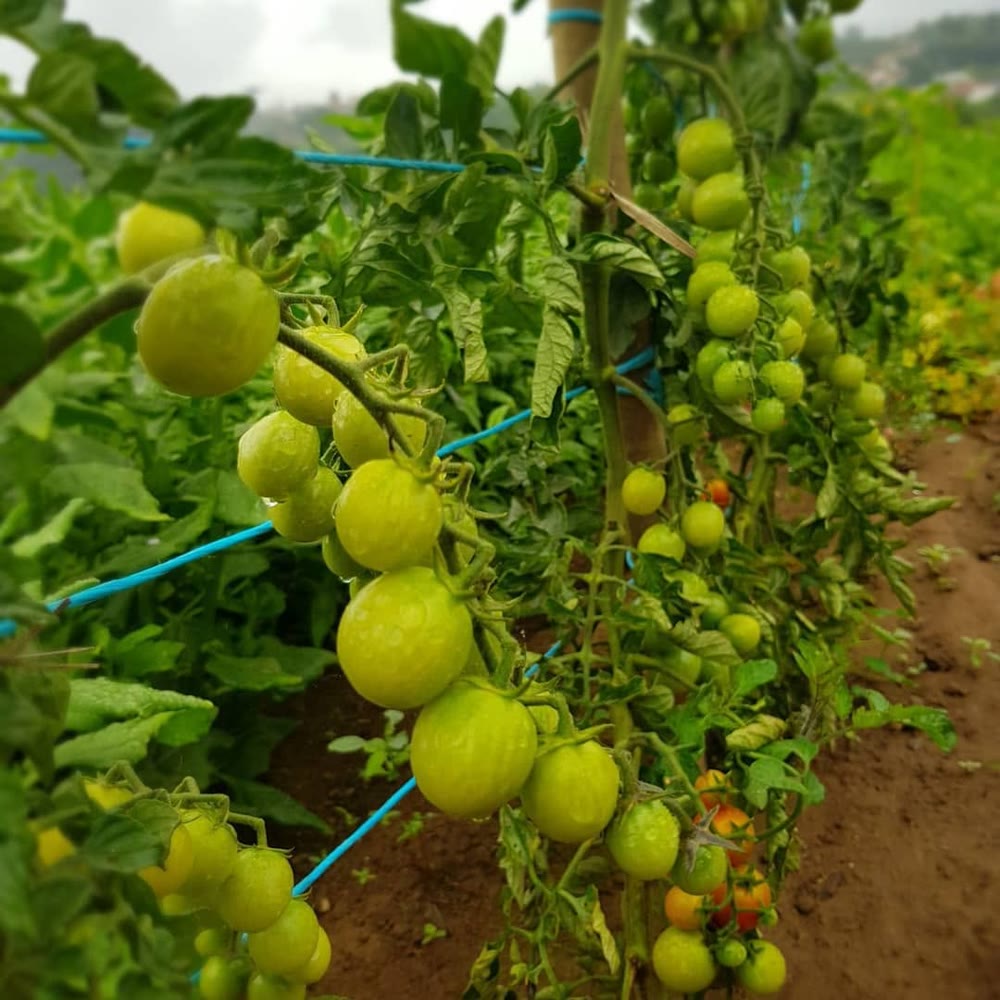 Tomate cherry