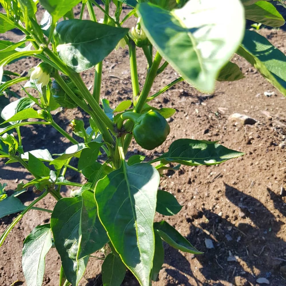 Pimentos