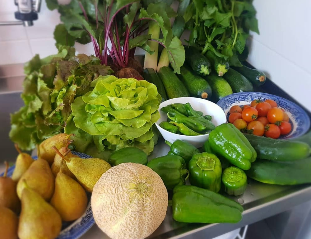 Colheita de hoje